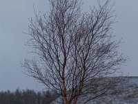Island 2014-041